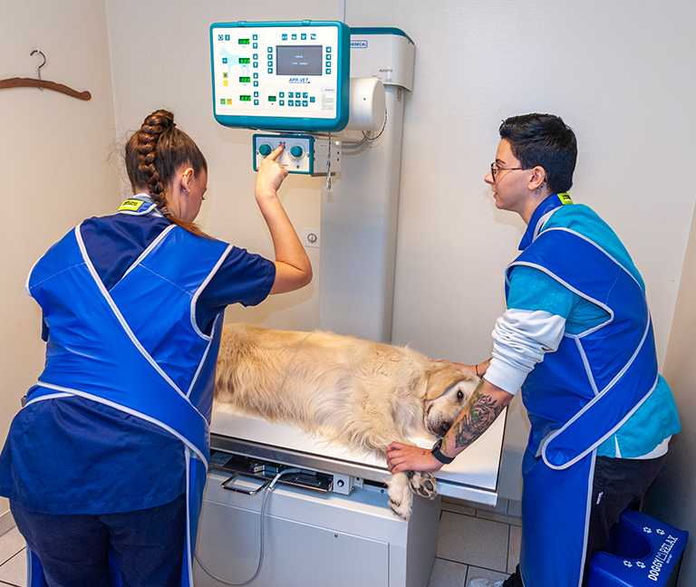 Imagerie médicale vétérinaire